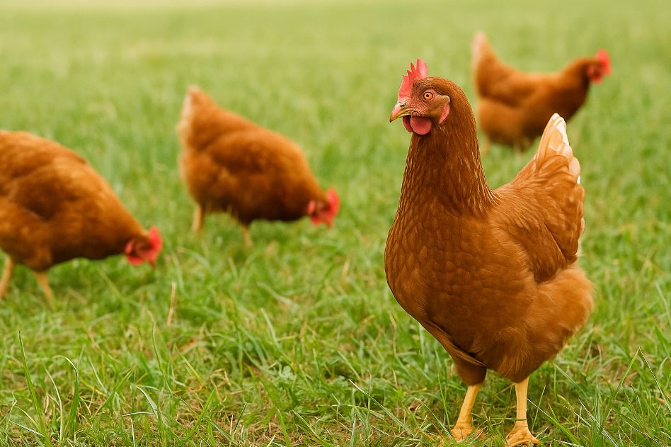 放牧飼養有差！土雞肉質更佳、脂肪更少的關鍵原因
