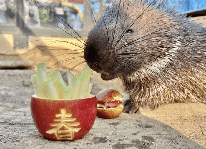 萬獸創意圍爐迎新春 壽山動物園加碼贈好禮