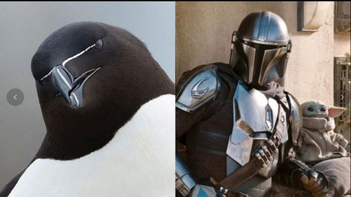 The Mandalorian|「鳥界曼達洛人」照片瘋傳 網民:星戰企鵝?