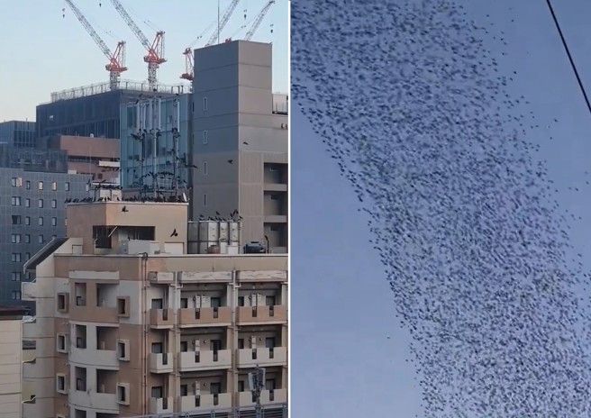 日本大地震驚現上萬隻烏鴉聚集!