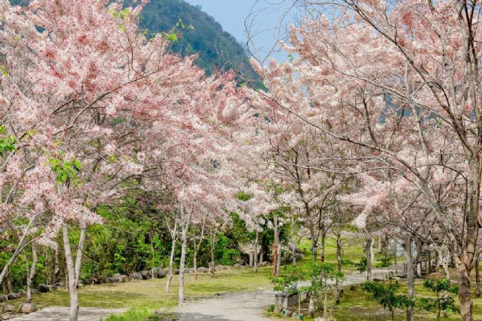 花旗木綻放迎春 高雄六龜「復古新潮遊」登場！泡湯、賞花、聽音樂一站滿足