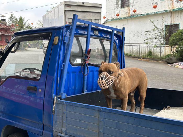 如何正確照顧危險性犬隻，確保安全與他人尊重