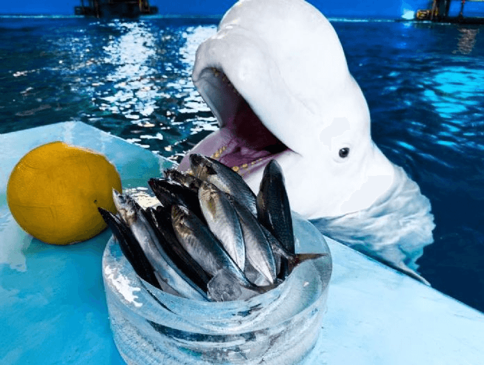 屏東海生館迎春過年,飼育員準備海洋生物特別「年夜飯」