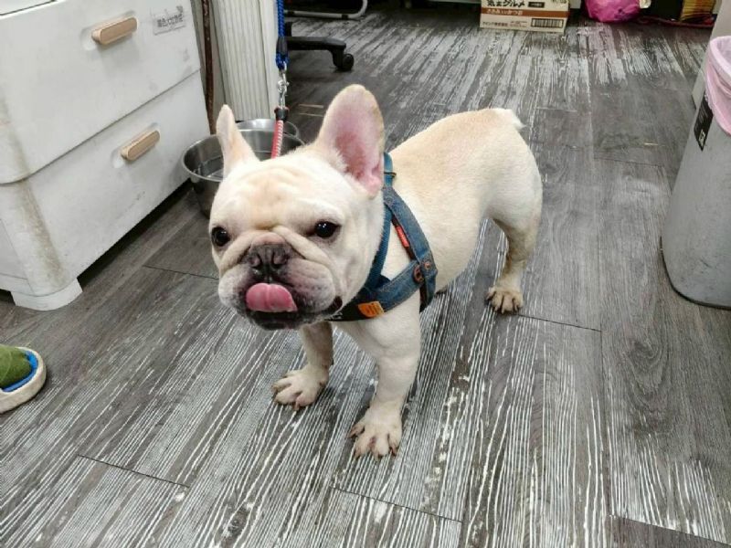 把愛做到最好：新北市犬貓絕育補助開跑，守護毛孩也守護城市