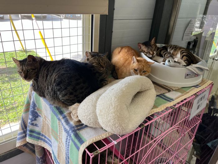 寒流不怕冷！臺北市動物之家暖心升級防寒照護，認養還送新衣迎新年