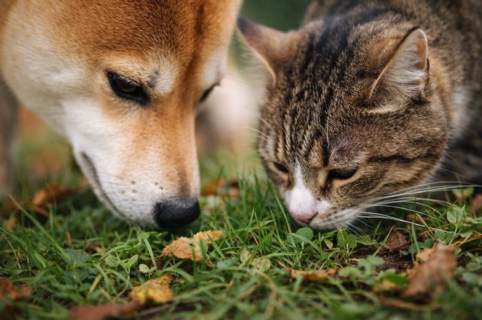 為什麼犬貓能辨別氣味細節？嗅覺神經元與犁鼻器發達度大解析