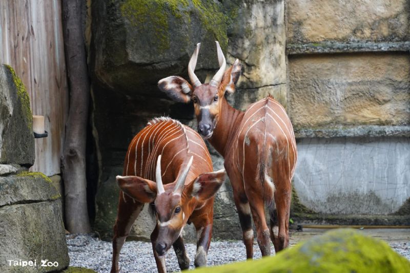 臺北市立動物園111周年園慶｜「野性再現 Devoting to Rewilding」系列活動熱鬧登場