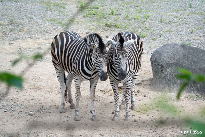 走「馬」看花迎新年！臺北市立動物園戶外馬年特展《霍斯辦案》熱鬧登場