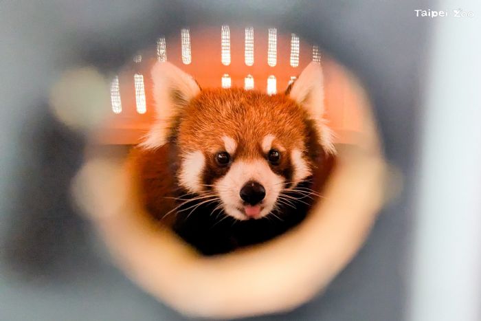 日本小貓熊「茜茜」抵台，為臺北動物園注入保育新希望