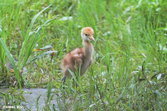 四年等待迎來新生命，臺北動物園丹頂鶴寶寶滿60日齡，成長模樣天天都有驚喜