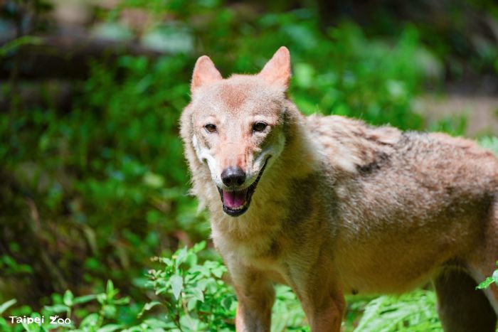 陪伴十五載的溫柔身影道別了！臺北市立動物園灰狼「蘿拉」安詳離世