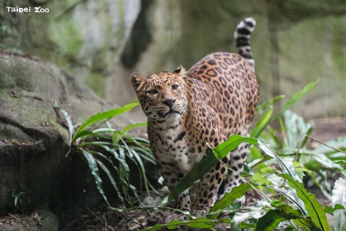 守護雨林18年！臺北動物園花豹「花郎」溫柔道別，留下滿滿回憶與生命教育