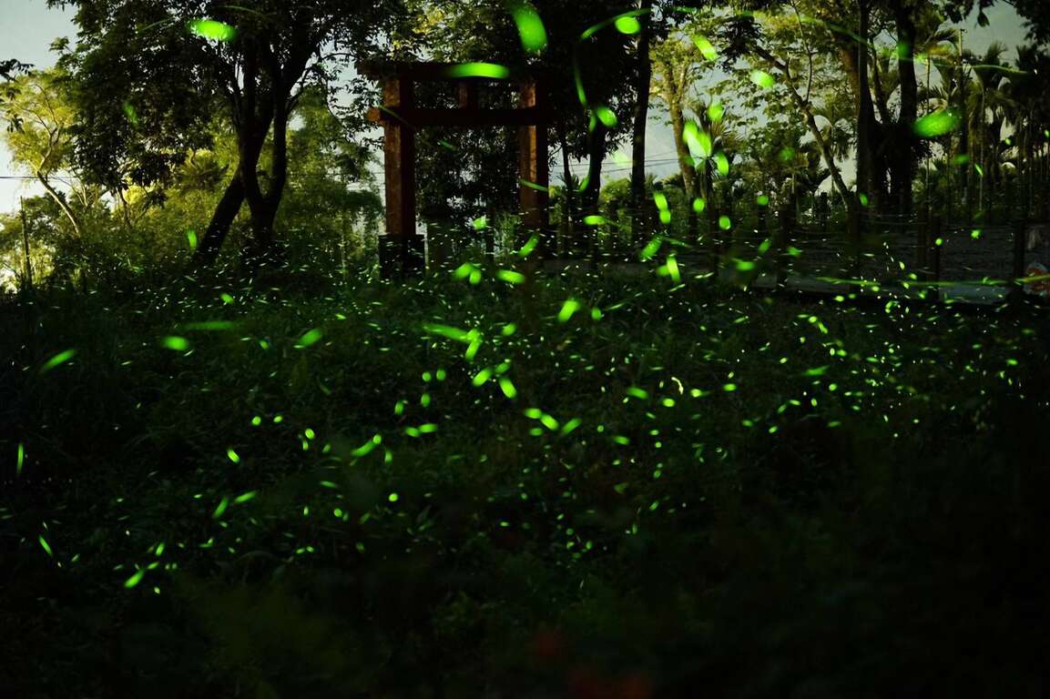 觀光局山城小旅行秒殺  遊客蜂湧那瑪夏賞螢