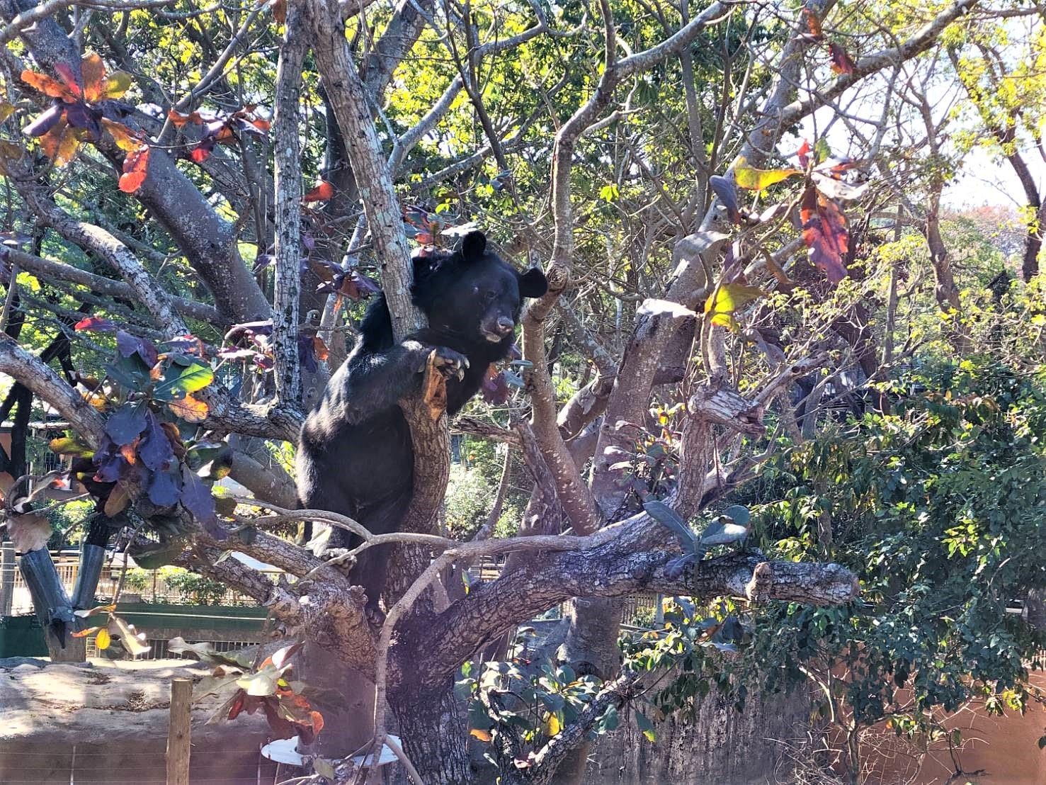 動物環境「熊」促咪 壽山動物園攜手內埔農工設計覓食新玩具