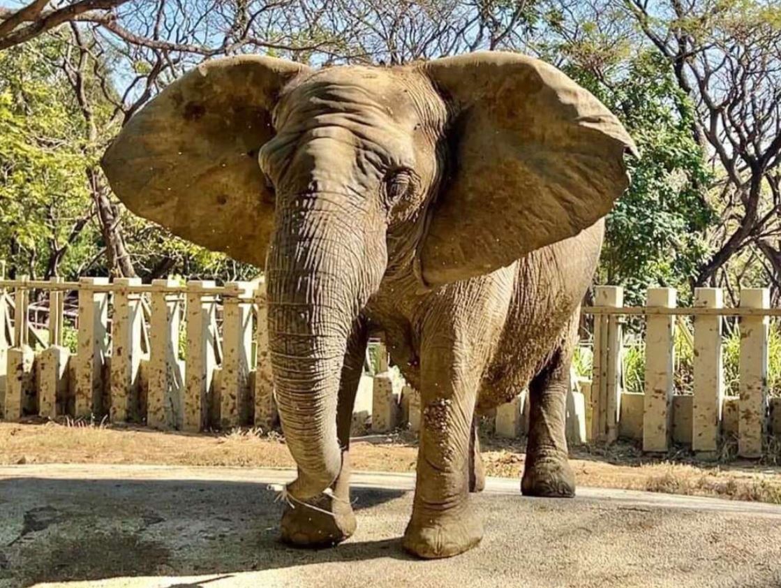 壽山動物園非洲象「阿里」安詳離世享年52歲　陪伴世代成長的園區明星走入歷史