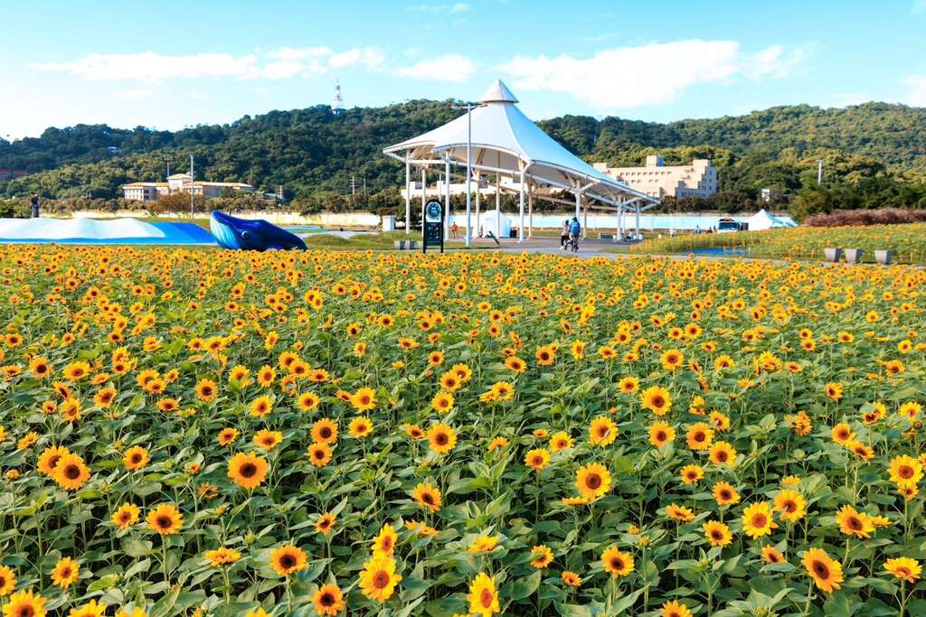 北市大佳河濱花海登場 向日葵花海爆炸盛開 精彩加碼 美堤河濱自然系花海盛開
