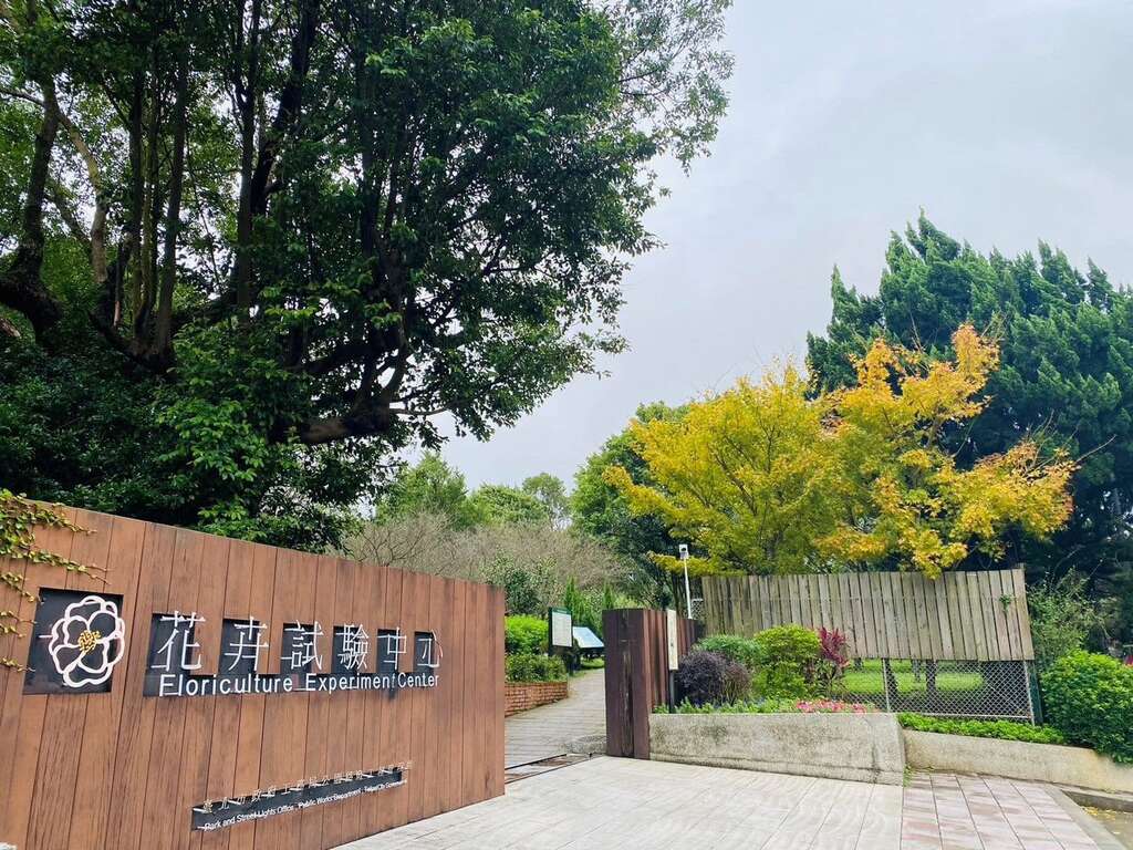 陽明山秋冬三原色 銀杏、楓葉、茶梅共繪美景