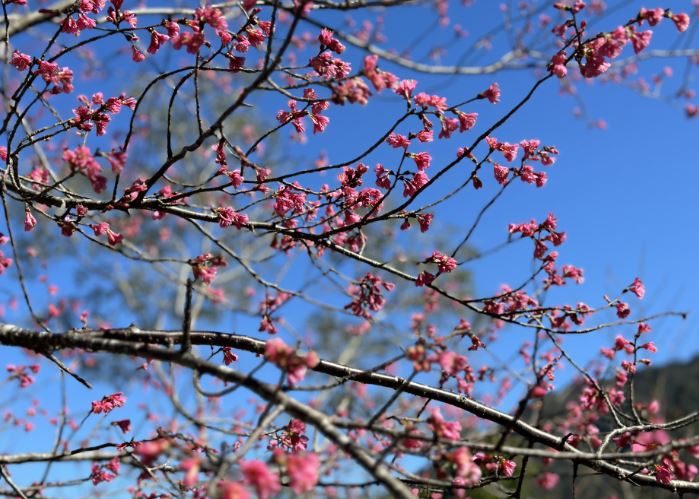 霧台賞櫻季迎春節  花期持續至3月底