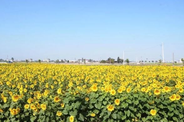 「彰化南新農村繽紛花海藝術節」春日盛開