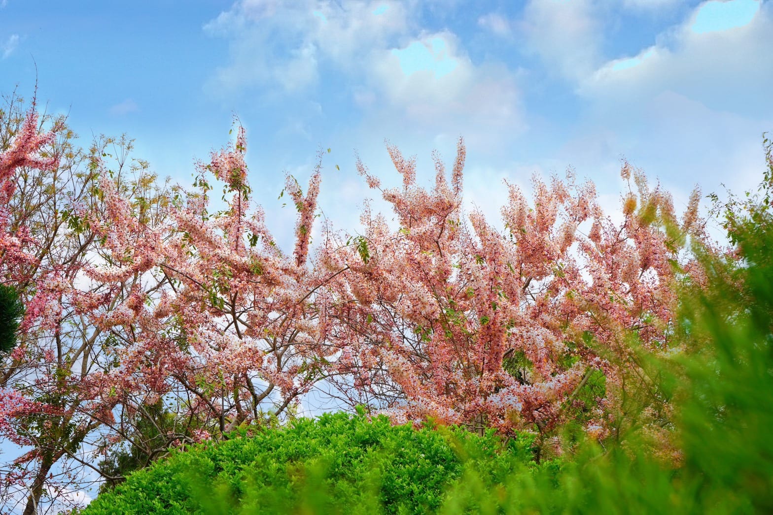 春日粉紅浪漫，彰化成美文化園的花旗木花季