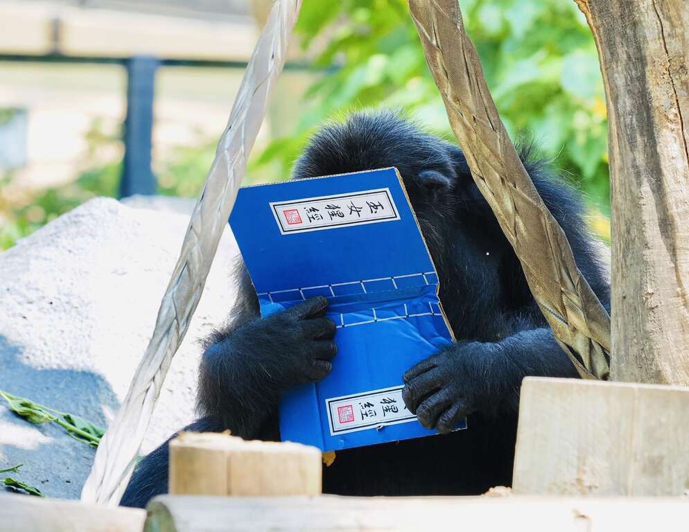 響應世界閱讀日 壽山動物園特製「可食書」讓黑猩猩大展「閱讀」本事