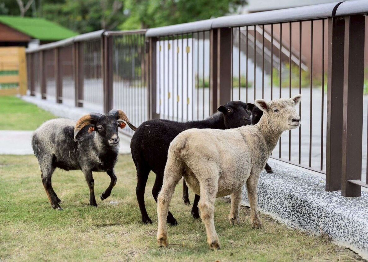 內門觀光休閒園區嶄新亮相　「野森動物學校」115年1月試營運
