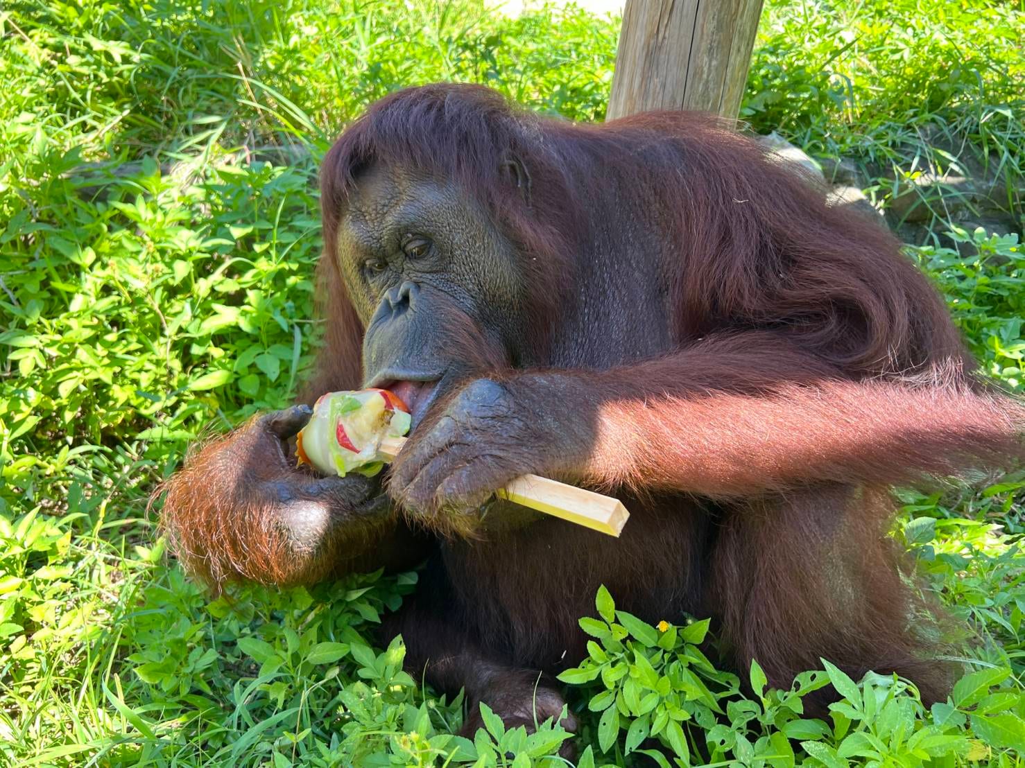 壽山動物園悼念紅毛猩猩咪咪：安詳辭世，保育員深表不捨