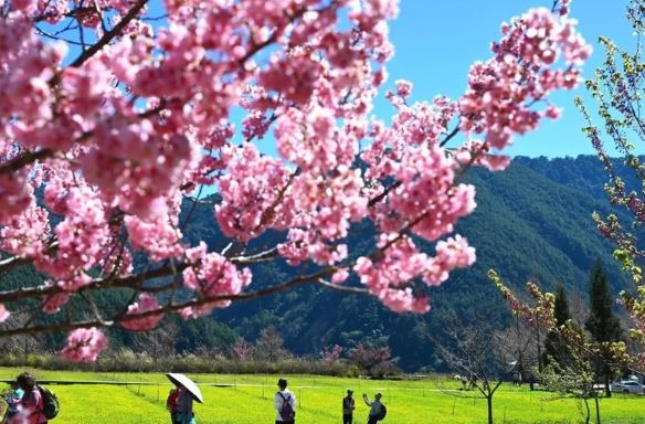 武陵農場櫻花季準備落幕，美景延續「油菜花海」