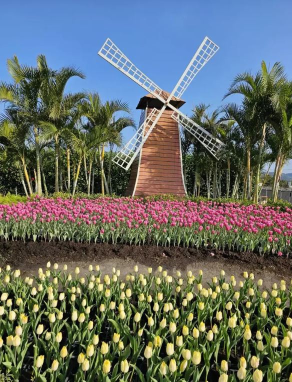 冬天花園最美鬱金香花季開跑 30萬球中社花市陸續綻放