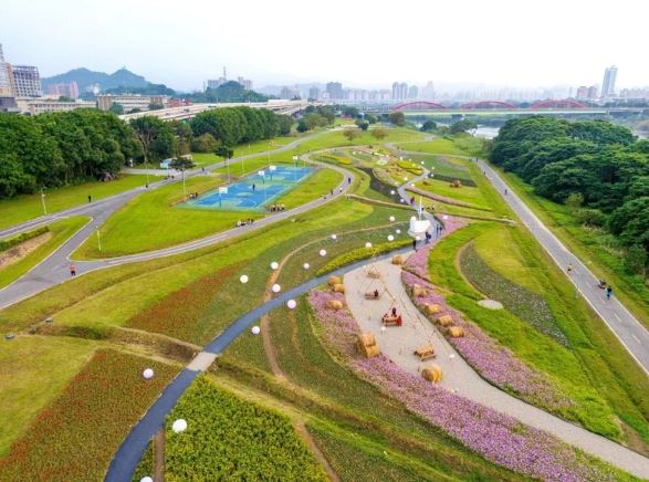 古亭河濱公園3000坪「大波斯菊花海」成為熱門打卡點，設有光球、稻草捆及船型眺望台，捷運輕鬆到達