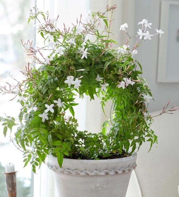 居家植物香氣，最佳紓壓植栽