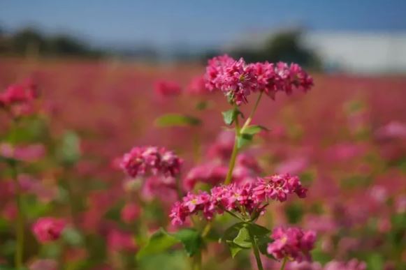 《鬼怪》著名花海變身！台中新亮點「紅蕎麥花海」免費開放，成為全台最大秘境