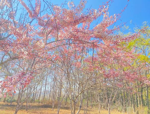 每年春季六龜區花旗木盛放，茂管處邀您共賞浪漫花海