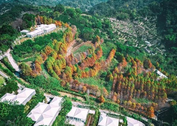 2024台中新田登山步道眺望「階梯式落羽松秘境」 一窺從未開放的夢想莊園