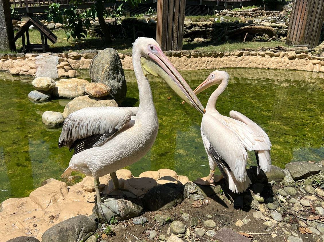 歲末迎新成員！壽山動物園再添萌友　鵜鶘、侏儒羊等十多種動物報到