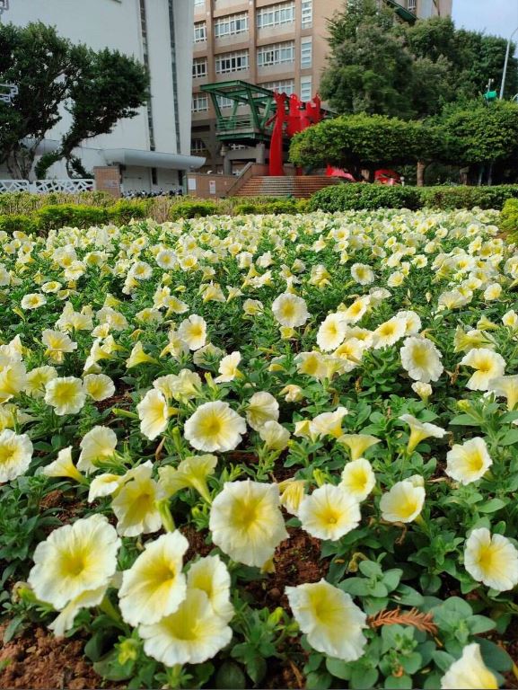 冬季限定陸蓮花綻放中山南路　自由廣場前化身城市花園焦點