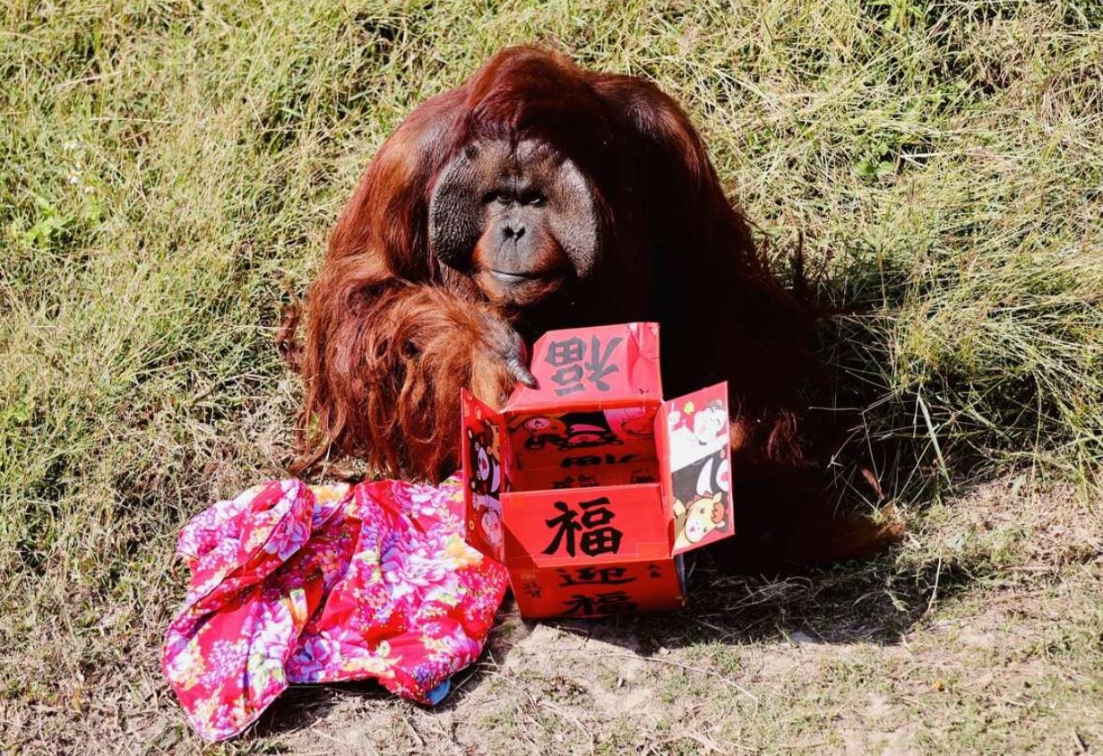 壽山動物園「壽Q家族」全新IP亮相　高雄熊領軍萌翻春節　走春雙重賞抽限量好禮