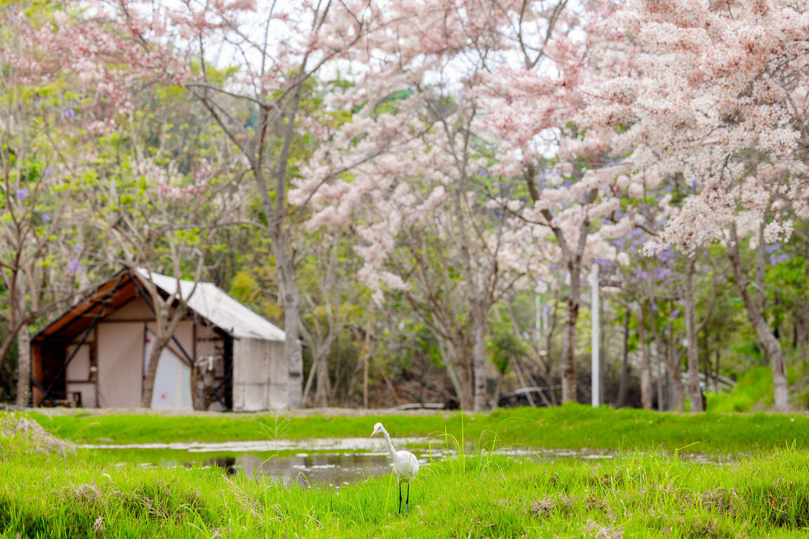 花旗木綻放迎春 高雄六龜「復古新潮遊」登場！泡湯、賞花、聽音樂一站滿足
