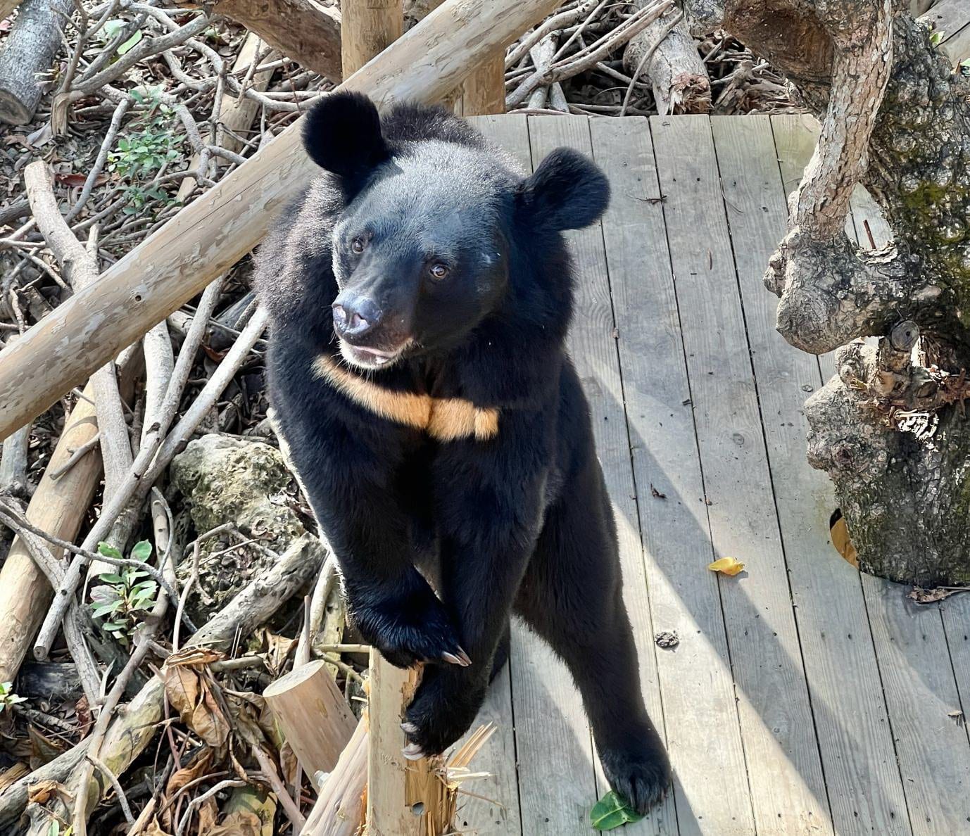 壽山動物園首創「AI智慧環境導覽系統」，讓遊客與「波比」黑熊零距離互動