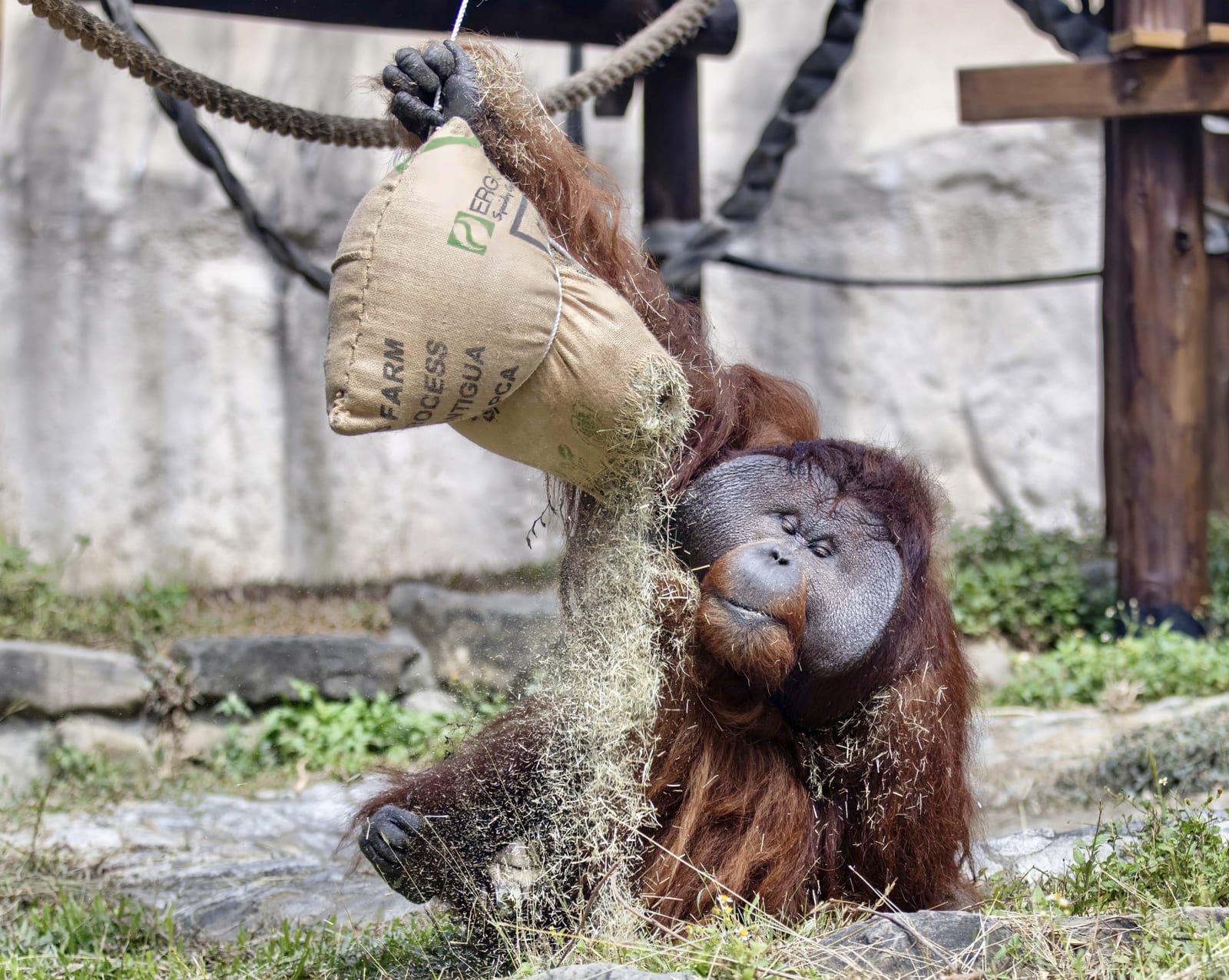 端午粽香滿動物園！壽山動物園創意動物粽吃播萌翻登場