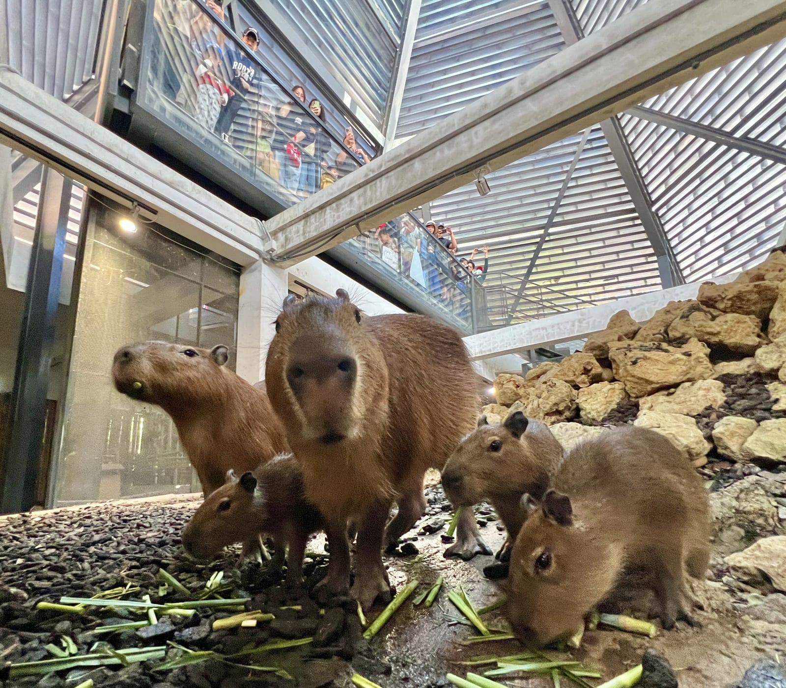 壽山動物園迎來可愛新成員：水豚三胞胎與迷你驢寶寶的歡樂見面會