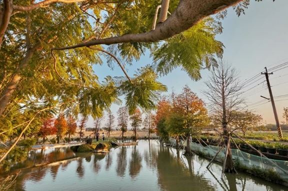 落羽松來了！嘉義「新興落羽松秘境」悄變美 部落客曝一招：拍起來不輸國外
