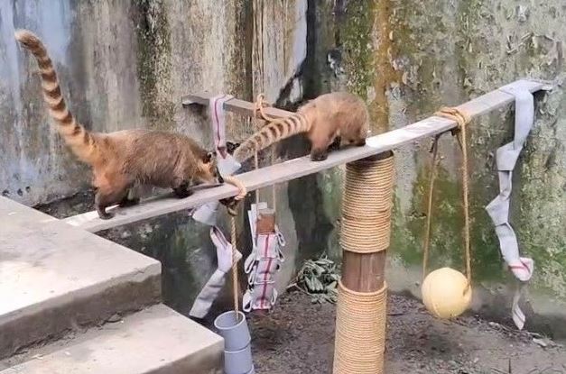 壽山與台北動物園攜手共創動物福祉：2024動物環境豐富化工作坊圓滿落幕