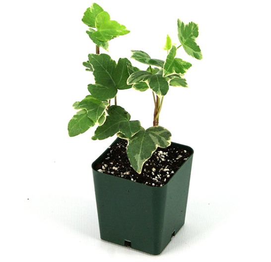 向霧霾說掰掰！室內植栽，打造淨化空氣與綠意盎然的生活空間