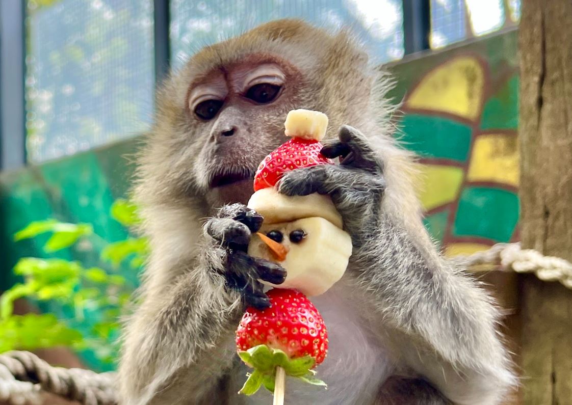 壽山動物園聖誕驚喜：創意手作與動物歡樂共融