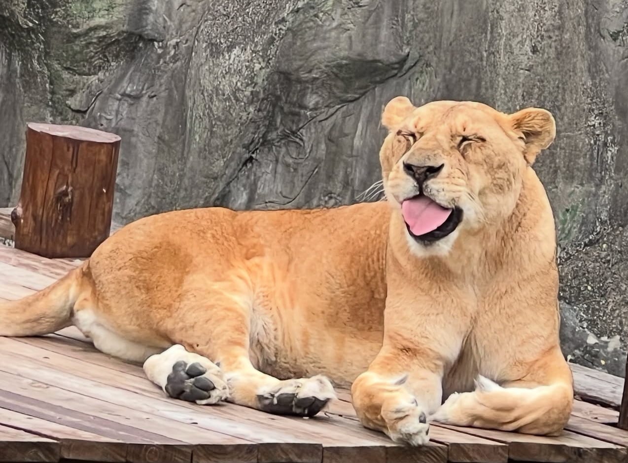 高雄壽山動物園與六福村建立姊妹園合作，開啟動物保育新篇章
