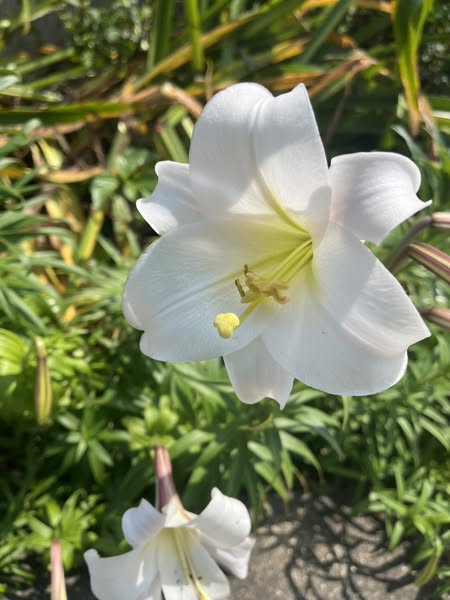 北海岸百合花海，與春天同行