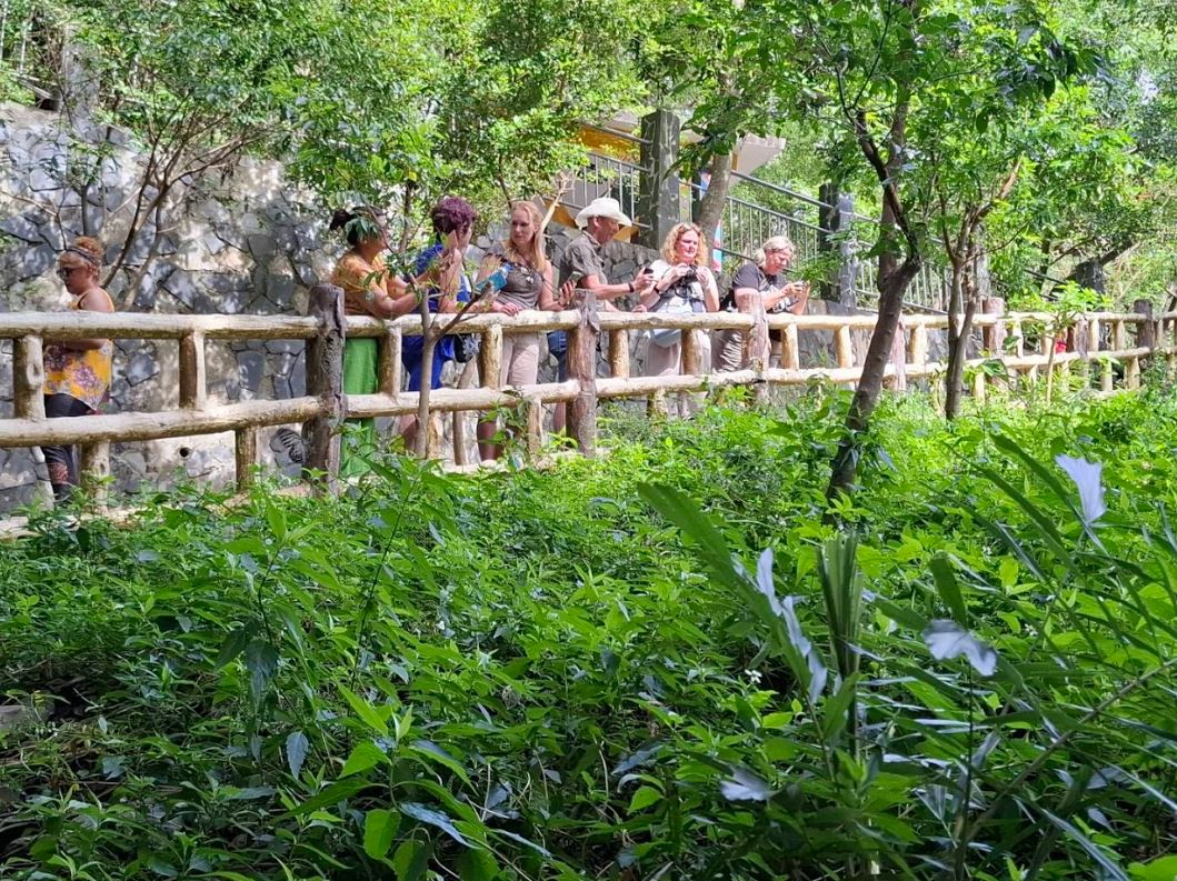 紫斑蝶大軍南下群舞｜茂林雙年賞蝶季帶您探索自然奇觀