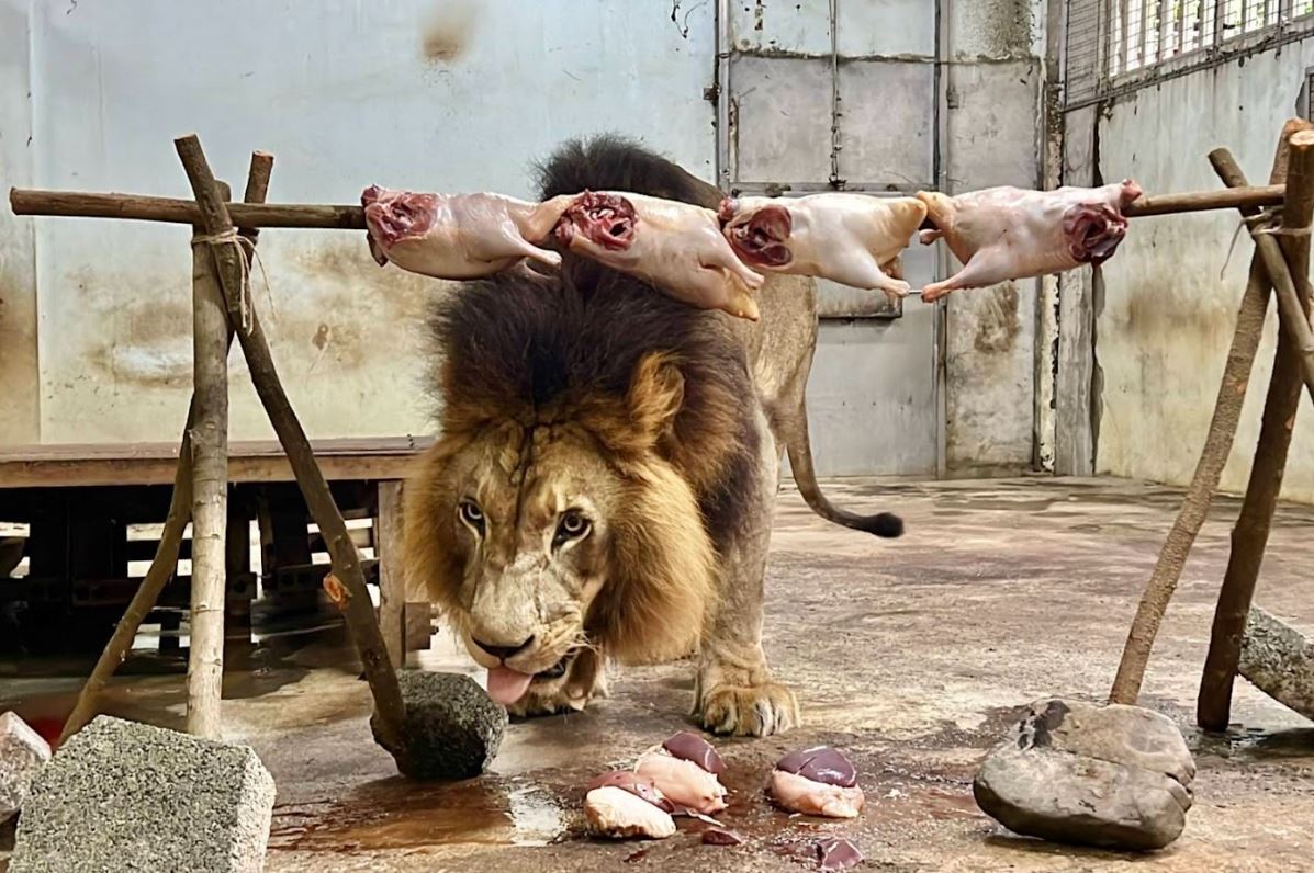 中秋佳節，壽山動物園為動物們舉辦「野營派對」！