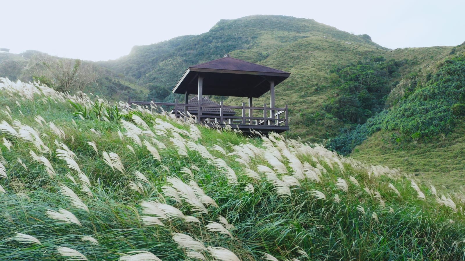 台灣美景亮相國際舞台，草嶺古道與阿里山原民之旅榮獲金城門獎